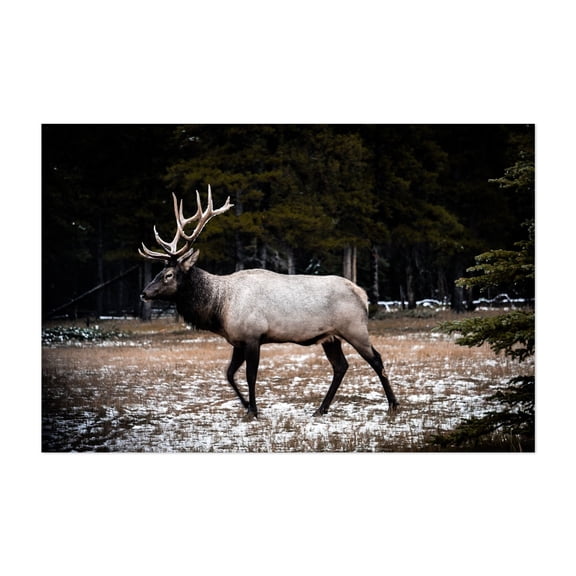 Banff's Majestic Elk - Banff Alberta Canada Photography Nature Wildlife Rustic Forest Scenic Animal Winter Unframed Wall Art Print 16 x 24 inches