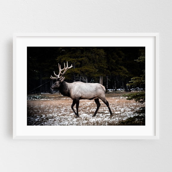 Banff's Majestic Elk - Banff Alberta Canada Photography Nature Wildlife Rustic Forest Scenic Animal Winter White Framed Wall Art Print 16 x 24 inches
