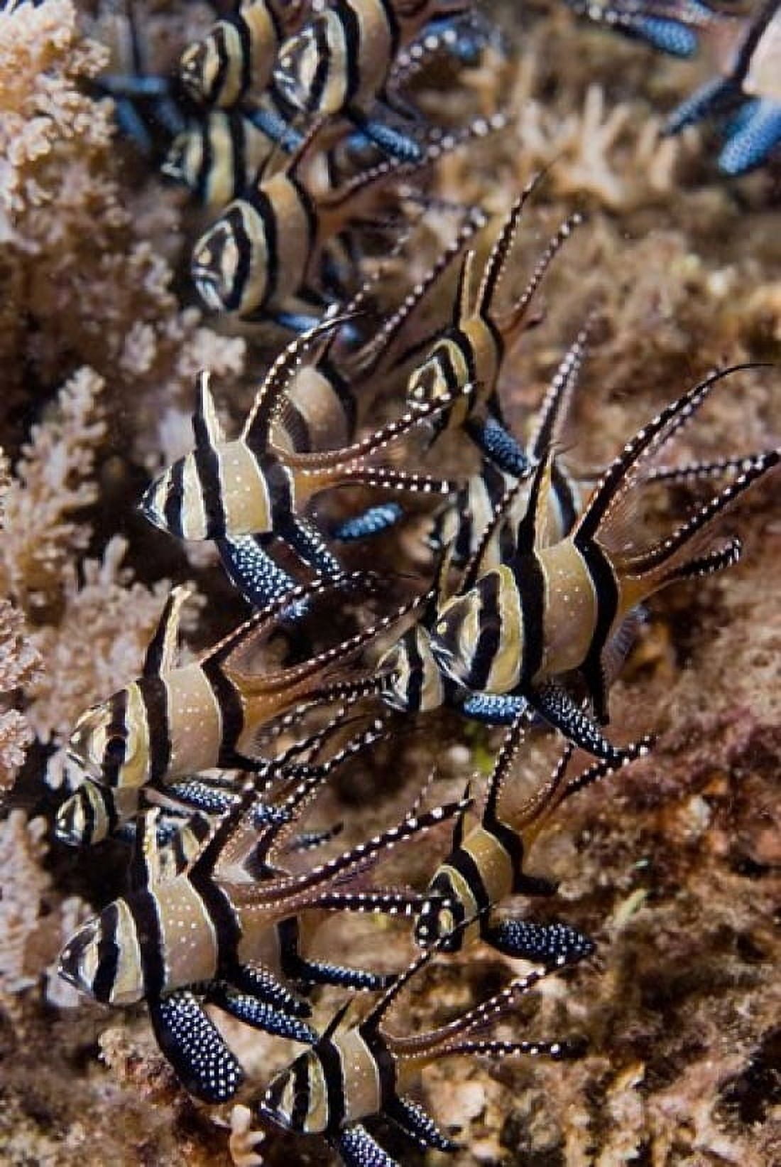 Banggai cardinal fish Canvas Art - Jaynes Gallery DanitaDelimont (18 x 26)