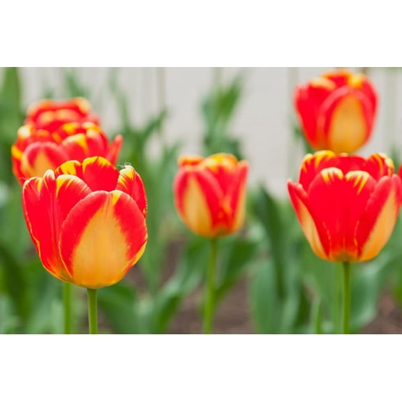 Banja Luka Tulip Bulbs - Stunning Red and Yellow Tulips (10 Bulbs)
