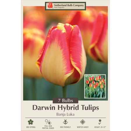 Banja Luka Tulip -Darwin Hybrid Tulip - 12/+ cm - 7 Bulbs