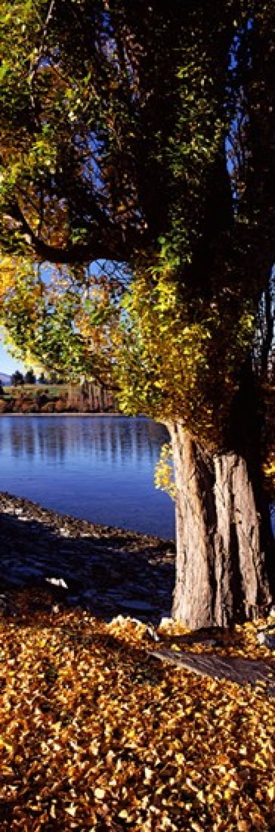 Banks of Lake Wakatipu Queenstown South Island New Zealand Canvas Art - Panoramic Images (36 x 12)