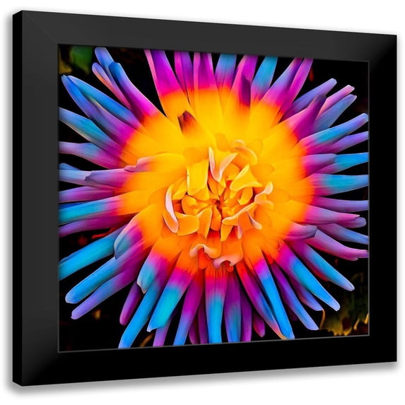 Bannon, Heidi 12x12 Black Modern Framed Museum Art Print Titled - Orange Bloom Pop