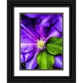 thumbnail image 1 of Bannon, Heidi 12x14 Black Ornate Wood Framed with Double Matting Museum Art Print Titled - Clematis Spring, 1 of 4