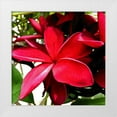 thumbnail image 1 of Bannon, Heidi 15x15 White Modern Wood Framed Museum Art Print Titled - Plumeria in the sun, 1 of 4