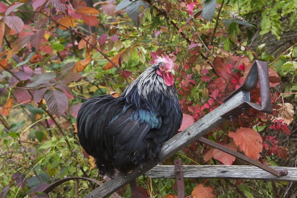 Bantam Black Cochin rooster perched on handle of old wooden plough in autumn Middletown Connecticut United States of America Canvas Art - Lynn Stone  Design Pics (19 x 12)