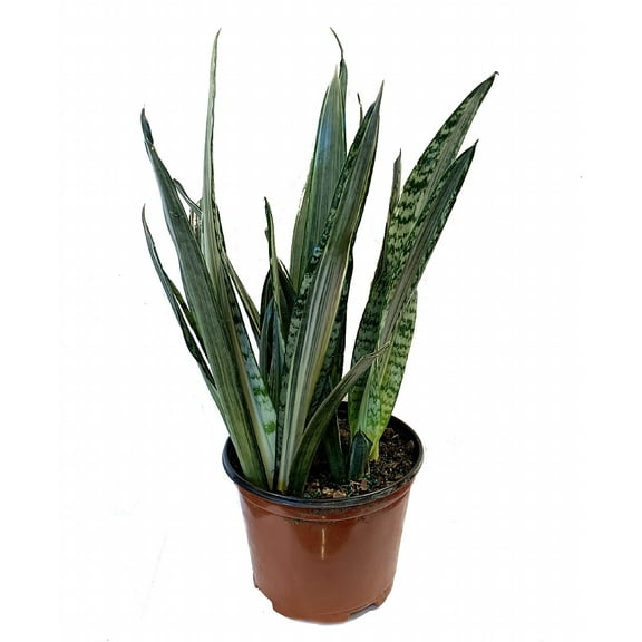 Bantels Sensation Snake Plant - Sansevieria - 6" Pot - Collector's Series
