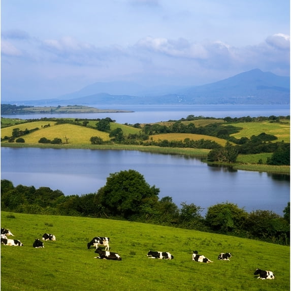 Bantry Bay County Cork Ireland Holstein-Fresian Cattle by The Irish Image Collection / Design Pics