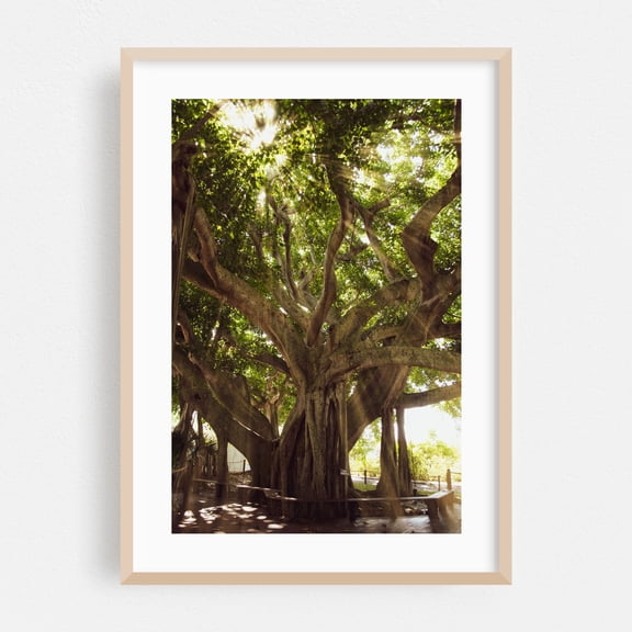 Banyan Tree With Glory Rays of Sun Light Landscape Photograph - Jupiter Florida Photography Nature Forest Woodland Botanical Scenic Tropical Oak Framed Wall Art Print 12 x 18 inches