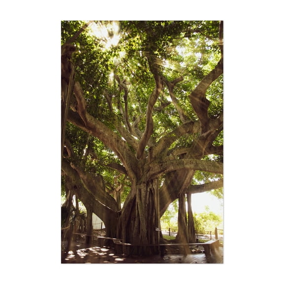 Banyan Tree With Glory Rays of Sun Light Landscape Photograph - Jupiter Florida Photography Nature Forest Woodland Botanical Scenic Tropical Unframed Wall Art Print 4 x 6 inches