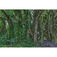 thumbnail image 1 of Banyan Trees near rainbow Falls  Wailuku River State Park Hilo  Big Island  Hawaii  USA Poster Print by Stuart, 1 of 1