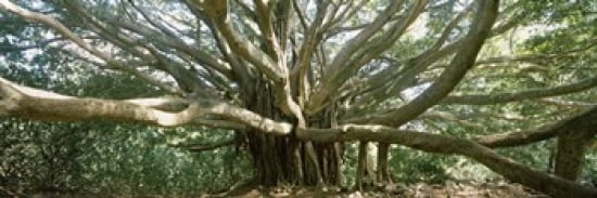 Banyan tree stretches in all directions Maui Hawaii USA Canvas Art - Panoramic Images (18 x 6)