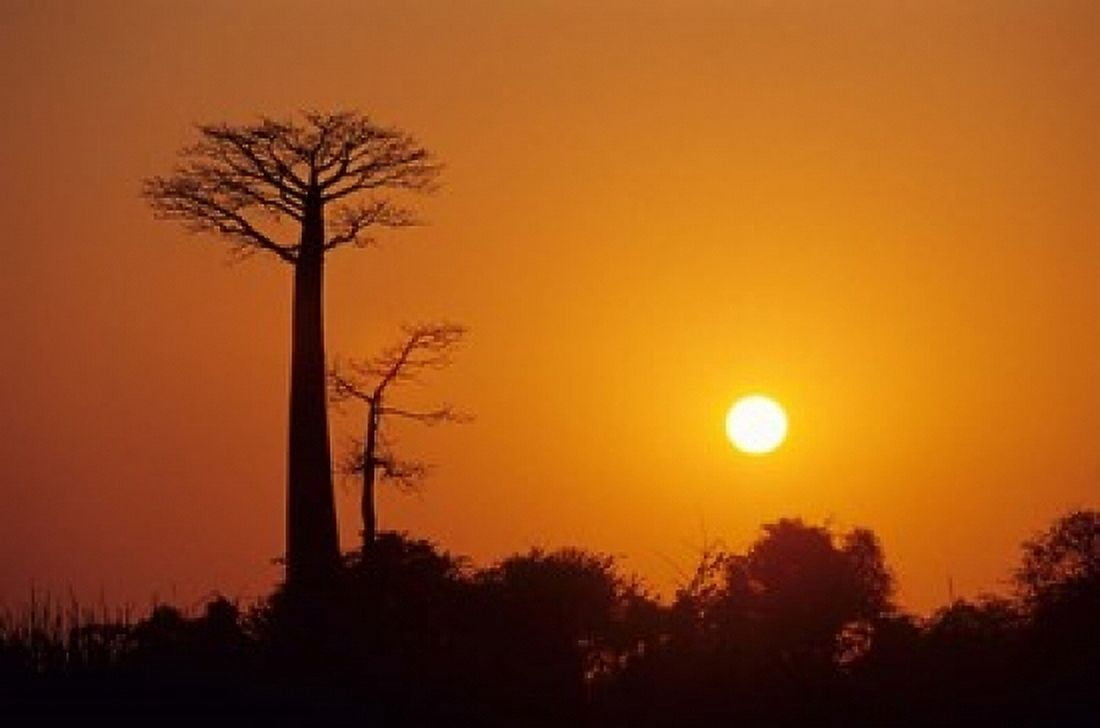 Baobab Avenue at Sunset Madagascar Canvas Art - Daisy Gilardini DanitaDelimont (18 x 12)