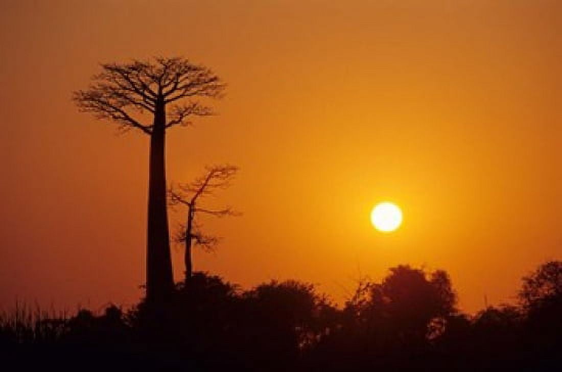 Baobab Avenue at Sunset Madagascar Canvas Art - Daisy Gilardini DanitaDelimont (37 x 24)