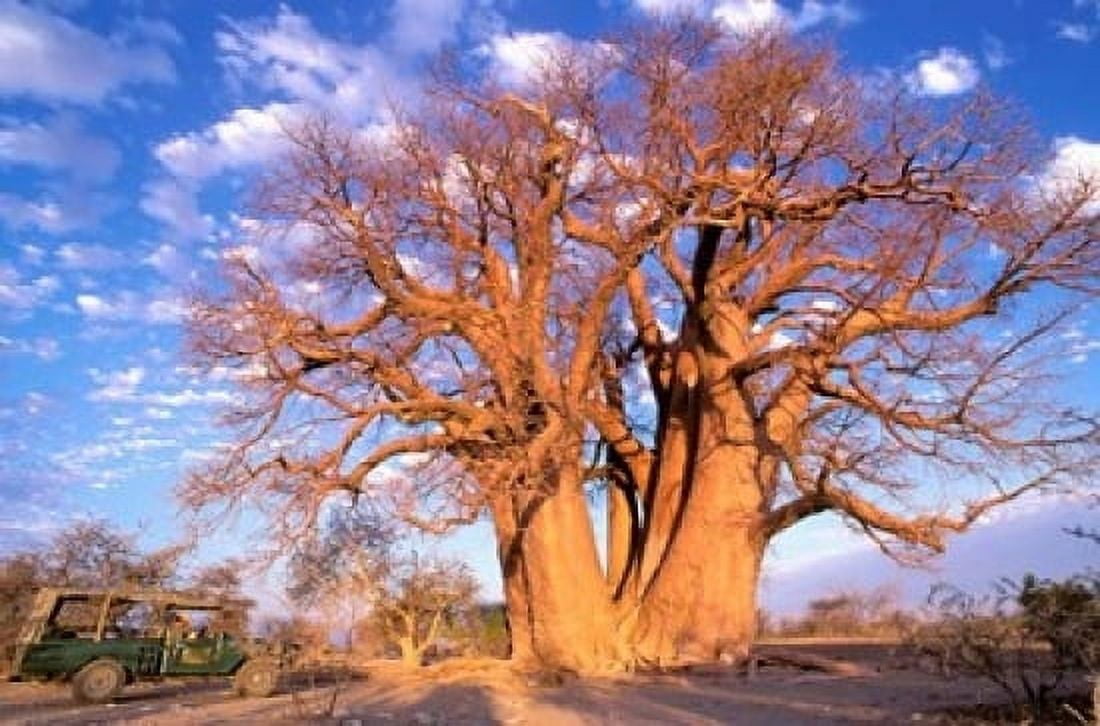 Baobab Okavango Delta Botswana Canvas Art - Pete Oxford DanitaDelimont (24 x 15)