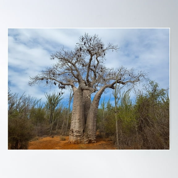 Baobab Tree With Bird Nests Poster Wall Art, Modern Wall Decor For Living Room Bedroom, 8x12 UNFRAMED