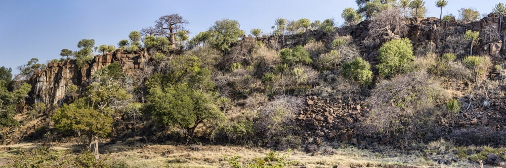 Baobab Trees (Adansonia digitata) in a forest Mashatu Game Reserve Botswana Canvas Art - Panoramic Images (36 x 12)