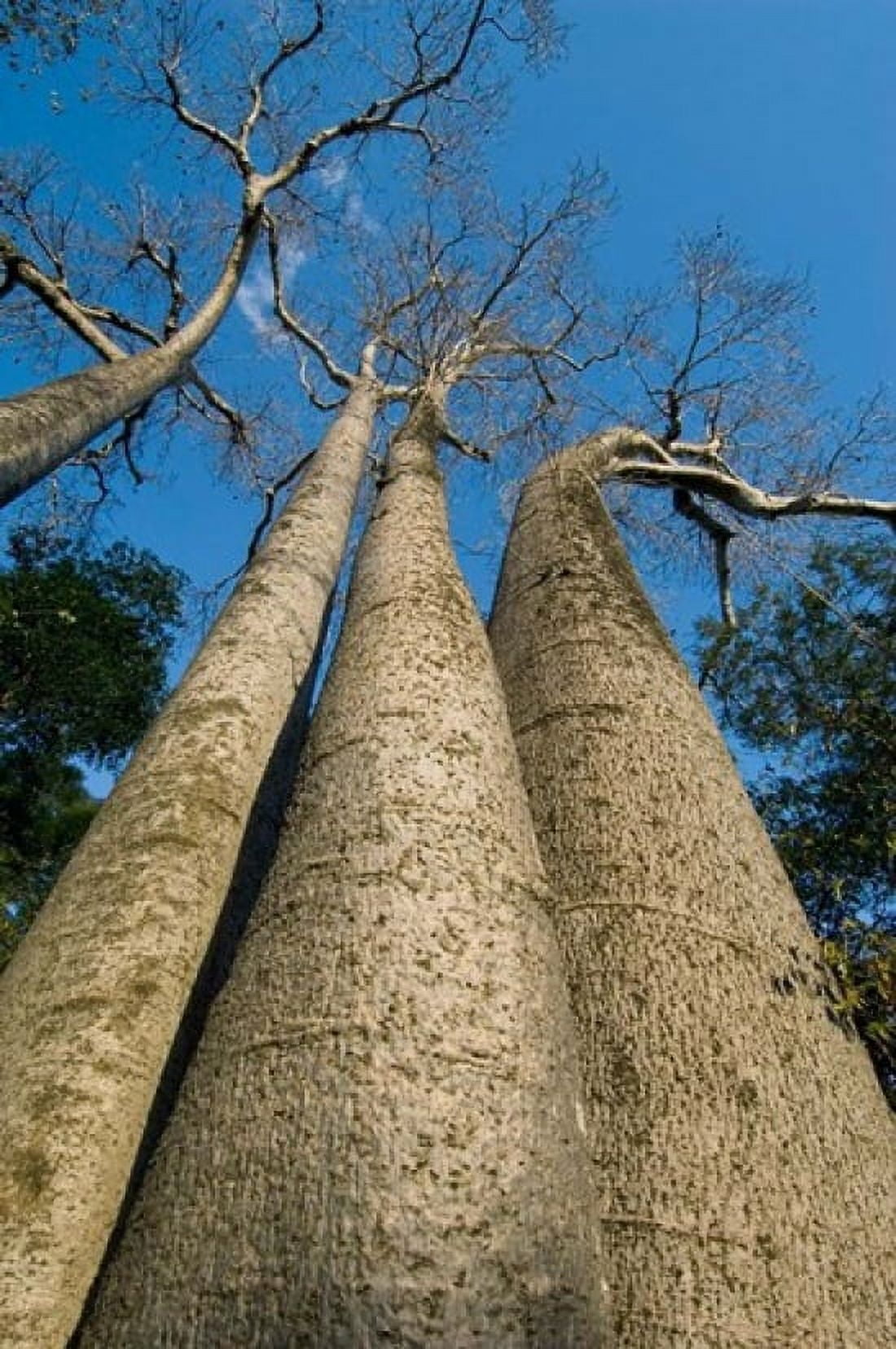 Baobab Trees Ampijoroa-Ankarafantsika NP MADAGASCAR Canvas Art - Kevin Schafer DanitaDelimont (23 x 35)