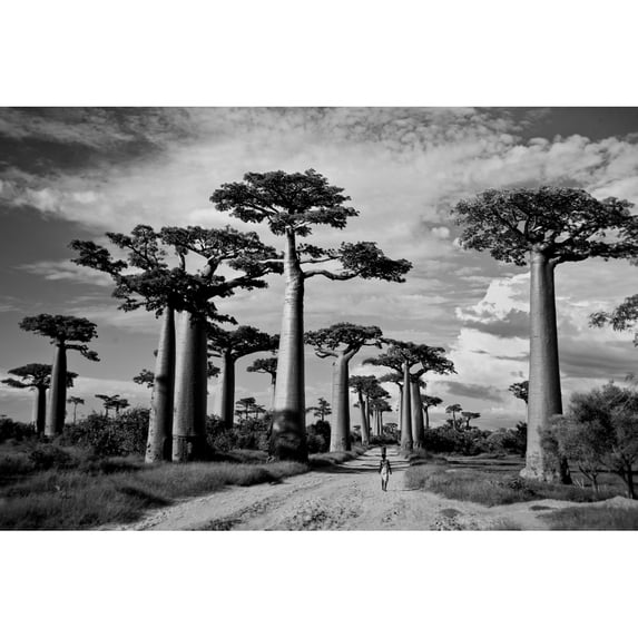 Baobab trees along a dirt road Avenue of the Baobabs Morondava Madagascar Print by Panoramic