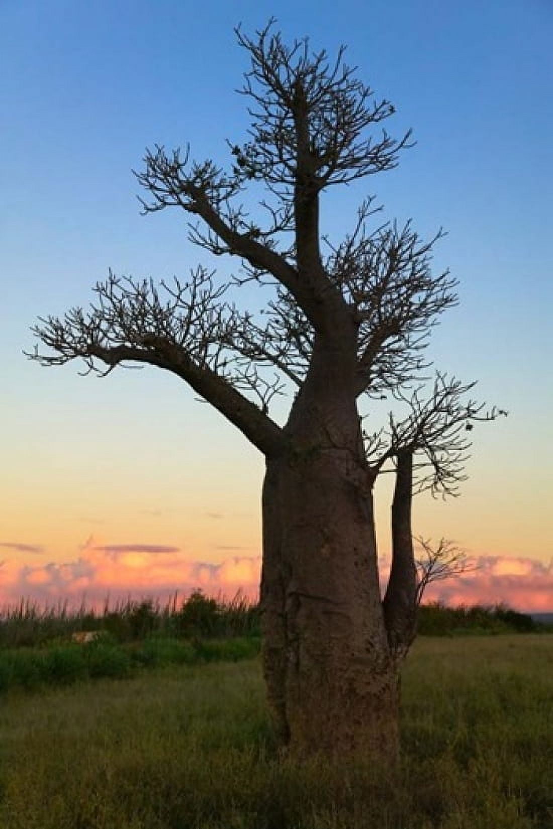 Baobob Trees Berenty National park Toliara Madagascar Canvas Art - Keren Su DanitaDelimont (11 x 17)