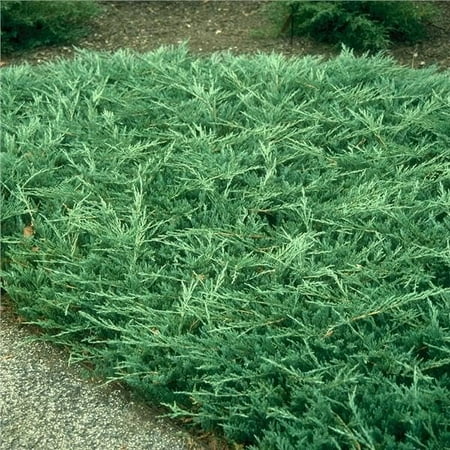 Bar Harbor Juniper 3 Extra Large 3 Gallon Plants Live Premium Evergreen Shrub for Landscaping, Low Maintenance Ground Cover, Drought Tolerant
