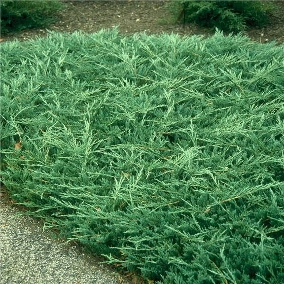 Bar Harbor Juniper  3 Extra Large 3 Gallon Plants  Live Premium Evergreen Shrub for Landscaping, Low Maintenance Ground Cover, Drought Tolerant