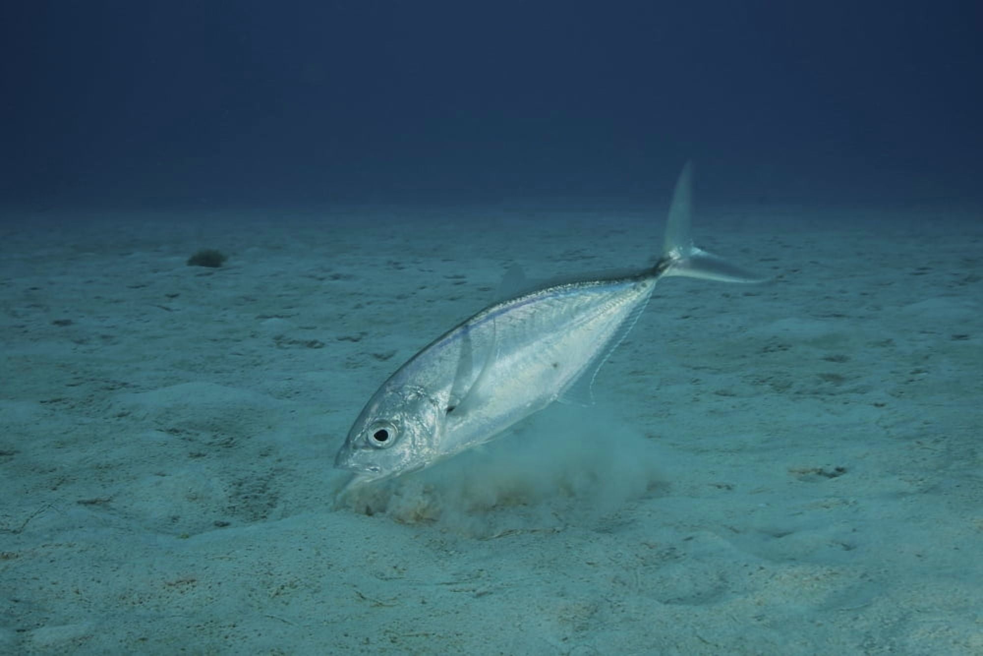 Bar Jack Feeding in the shallow waters off the coast of Bonaire Canvas Art - Terry MooreStocktrek Images (18 x 12)