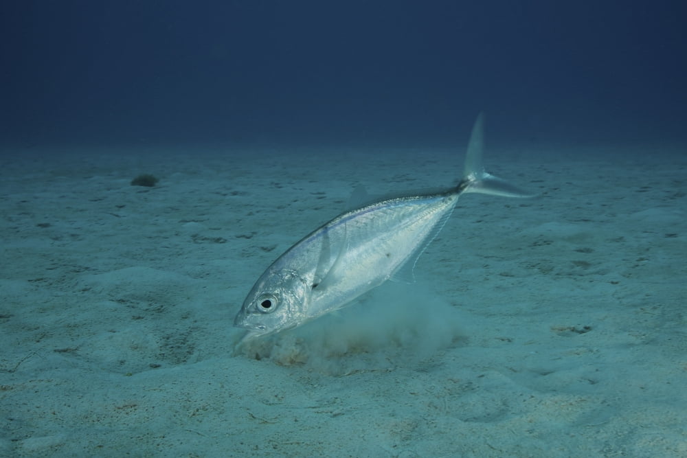Bar Jack Feeding in the shallow waters off the coast of Bonaire Canvas Art - Terry MooreStocktrek Images (35 x 23)