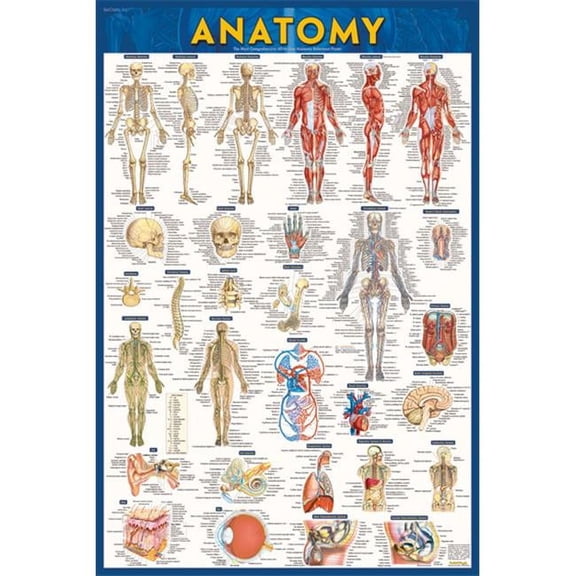 BarCharts 9781423220770 Anatomy-Laminated