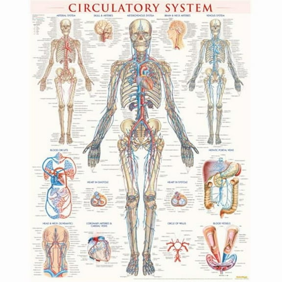 BarCharts 9781423224174 Circulatory System