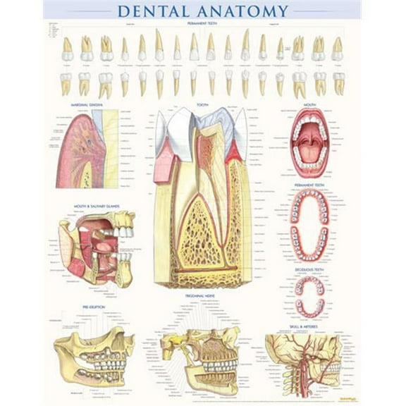 BarCharts  Dental Anatomy