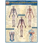 BarCharts- Inc. 9781572225244 Circulatory System