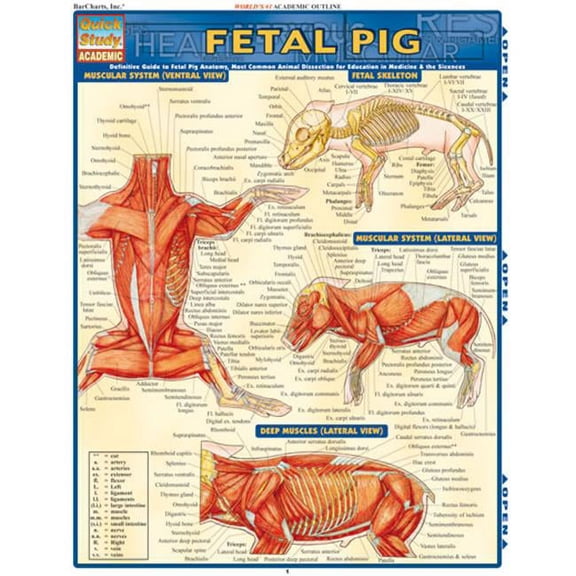 BarCharts- Inc. Fetal Pig