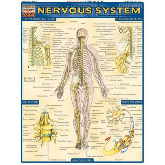 BarCharts- Inc. Nervous System