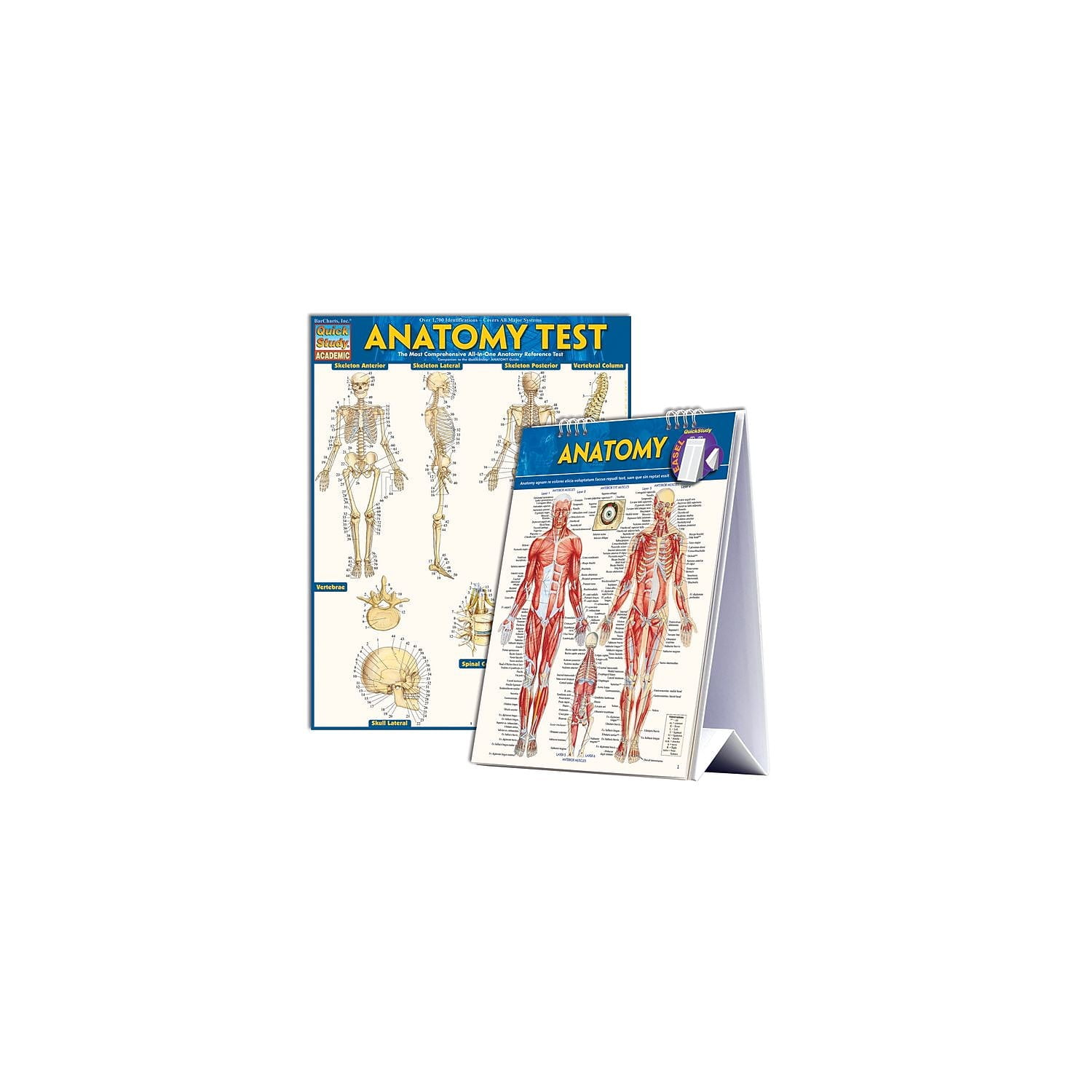 BarCharts Inc. QuickStudy Anatomy Easel Reference Set (2498001) 9781423234289