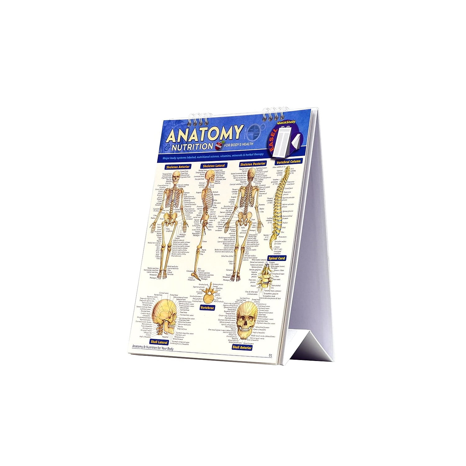 BarCharts Inc. QuickStudy Anatomy & Nutrition's Easel Reference Set (9781423230502)