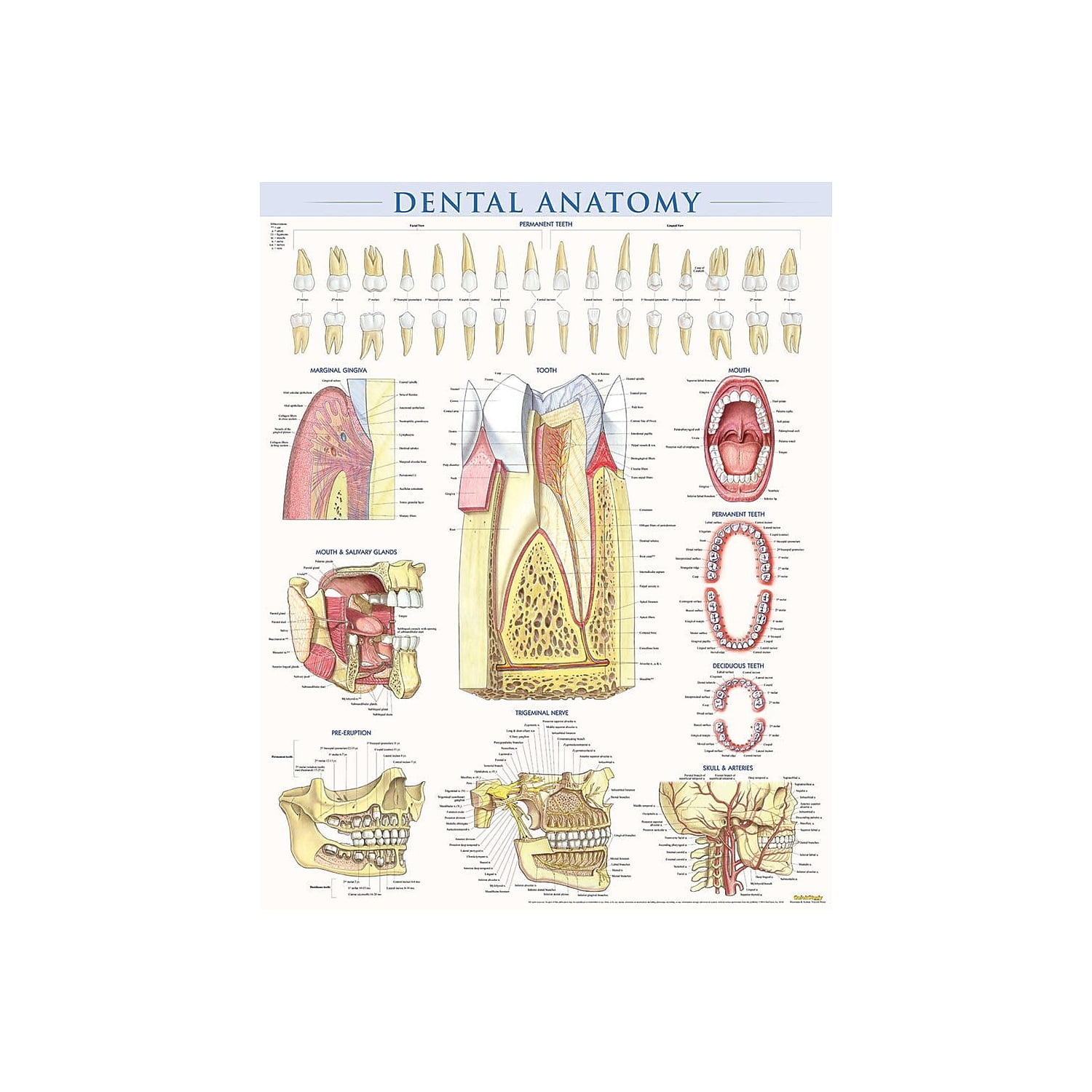 BarCharts Inc. QuickStudy Dental Anatomy Poster Reference Set ...