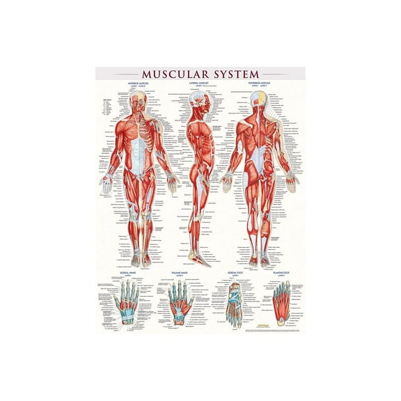 BarCharts Inc. QuickStudy Muscular System Poster Reference Set (9781423230731)