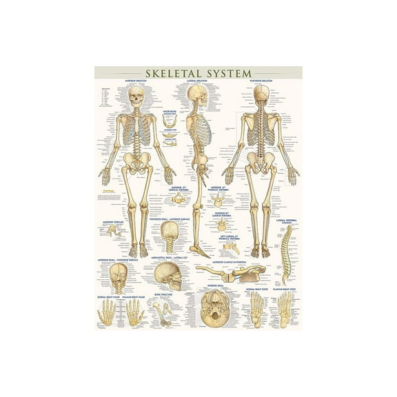 BarCharts Inc. QuickStudy Skeletal System Poster Reference Set (9781423230748)