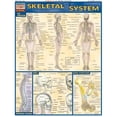thumbnail image 1 of BarCharts- Inc.  Skeletal System, 1 of 1