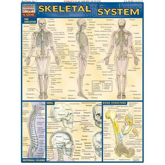 BarCharts- Inc. Skeletal System
