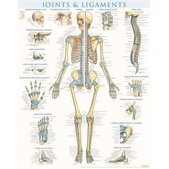 BarCharts Joints & Ligaments - Laminated Quickstudy Easel