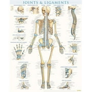 BarCharts Joints & Ligaments - Laminated Quickstudy Easel