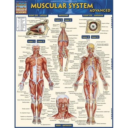 BarCharts Muscular System Advanced Quickstudy Easel