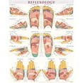 thumbnail image 1 of BarCharts  Reflexology-Laminated, 1 of 1