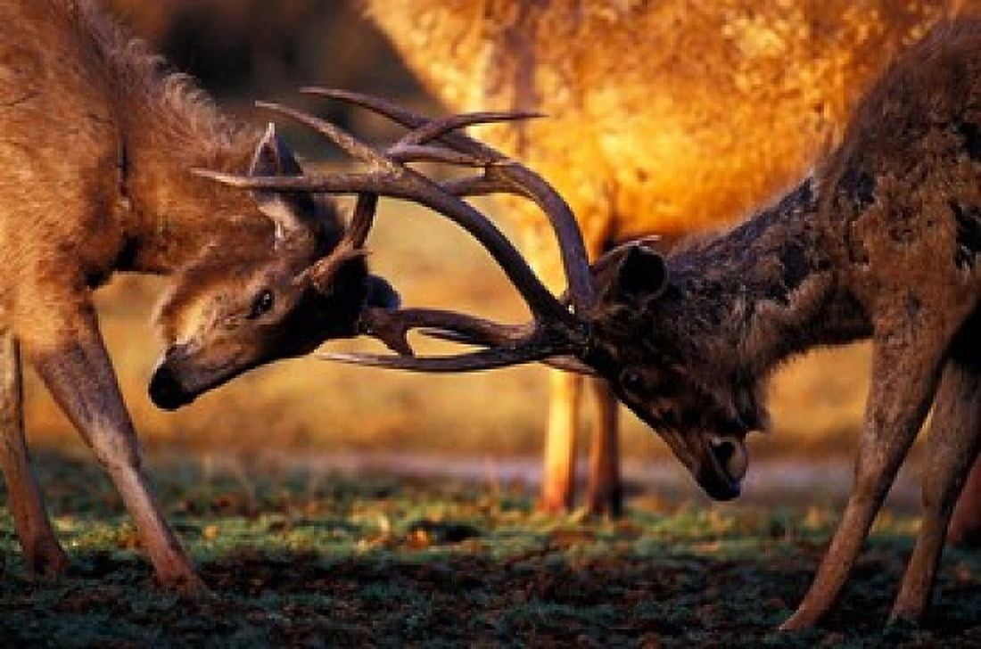 Barasingha Khana National Park India Canvas Art - Gavriel Jecan DanitaDelimont (27 x 18)