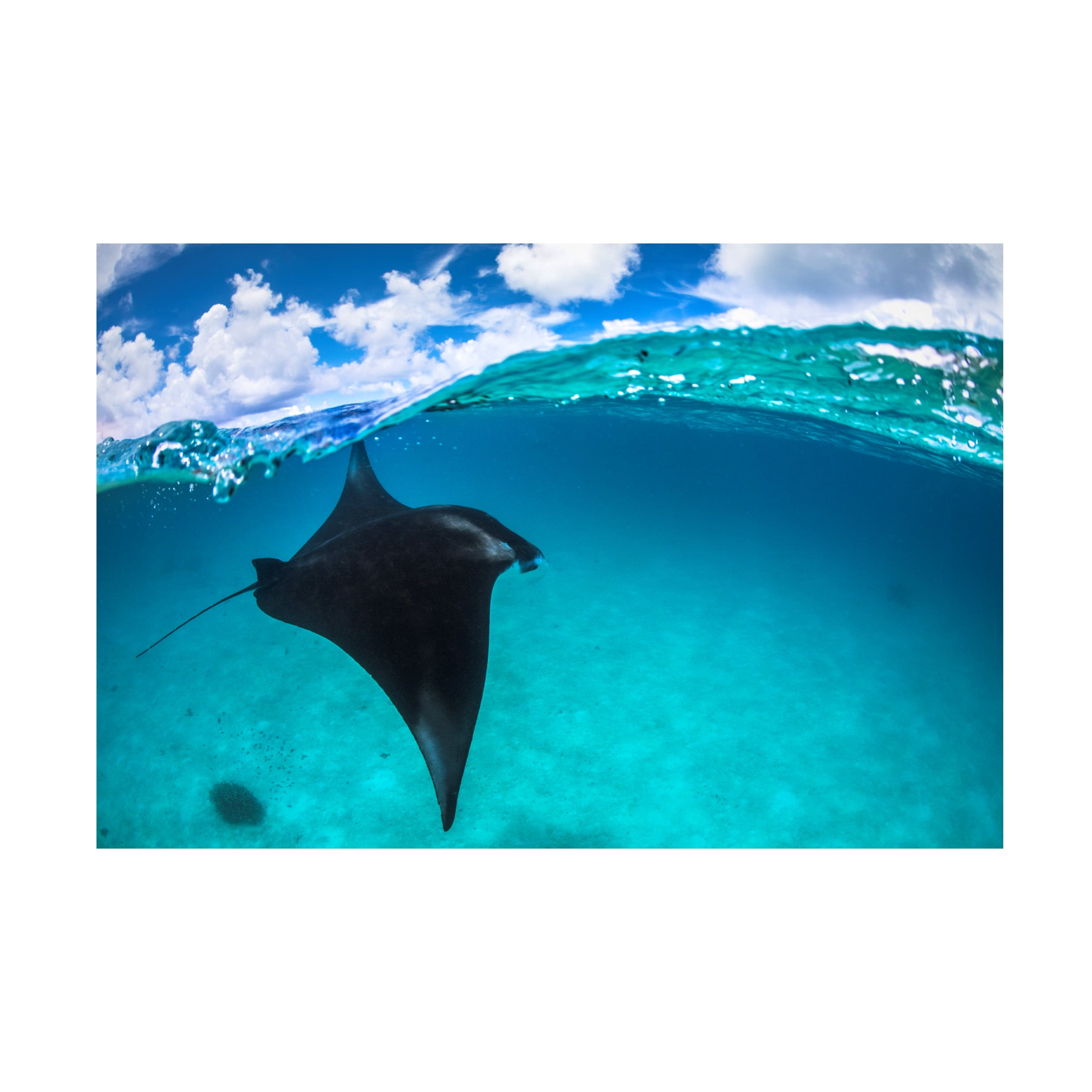 Barathieu Gabriel 'A Reef Manta Ray In Mayotte' Canvas Art