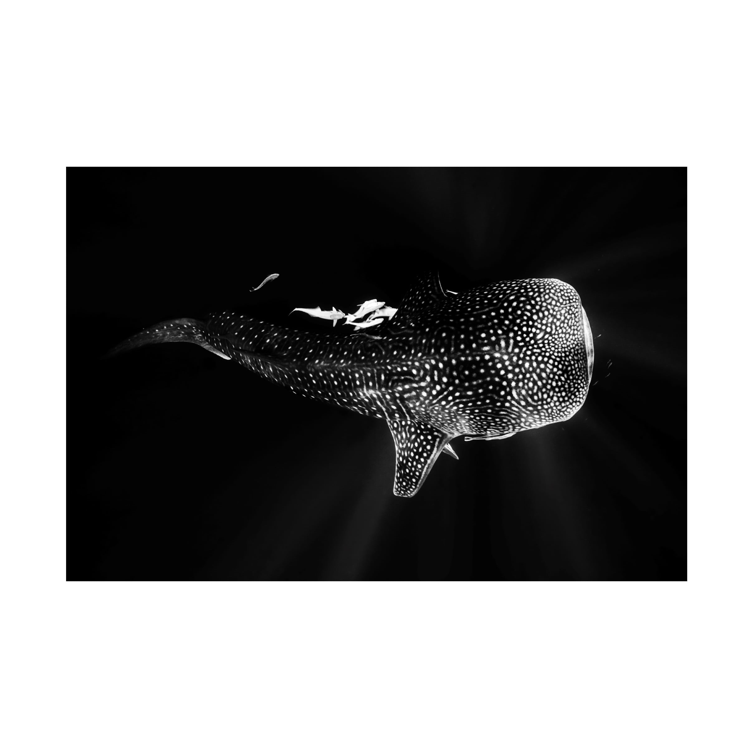 Barathieu Gabriel 'Black And Whale Shark' Canvas Art