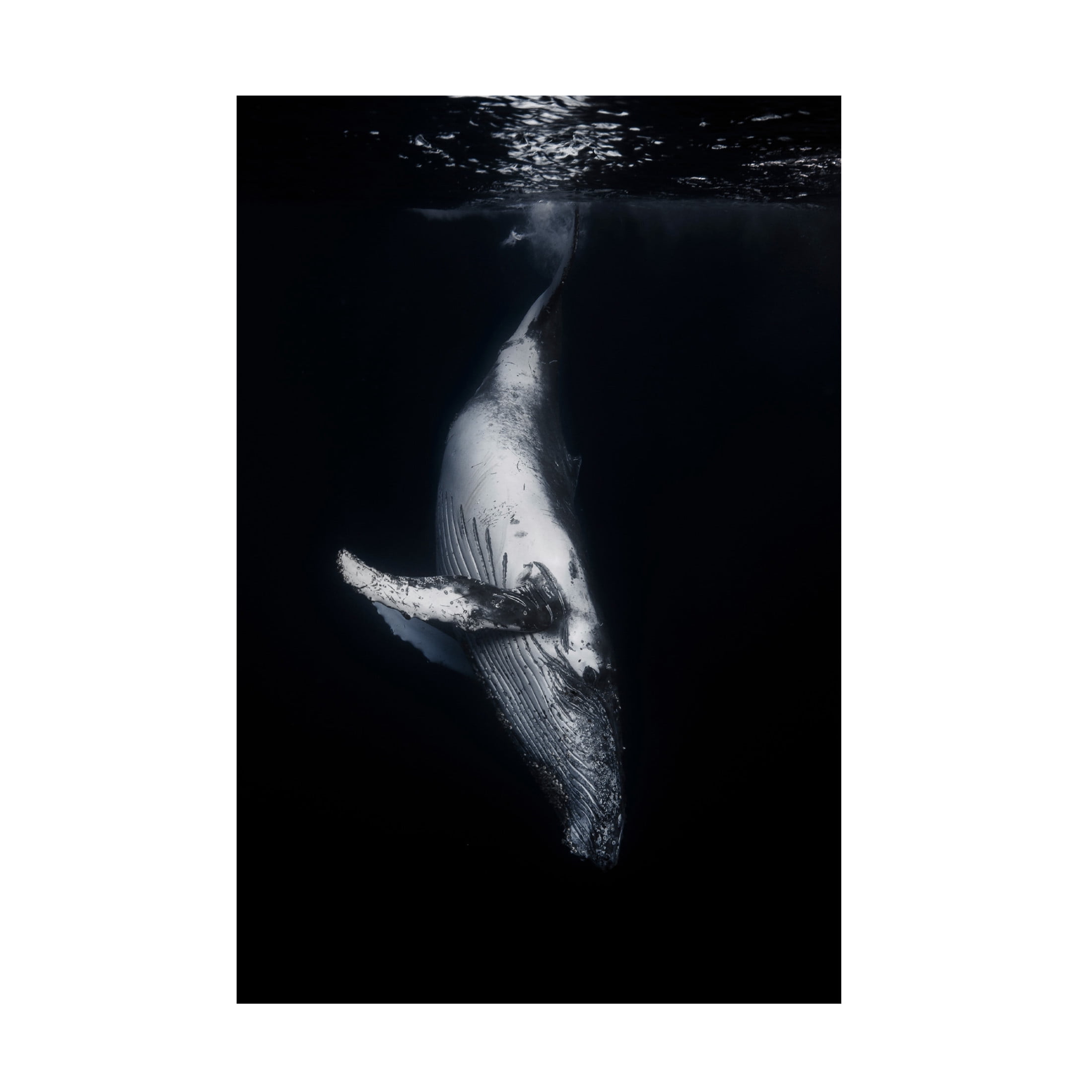 Barathieu Gabriel 'Black Whale' Canvas Art - 12 x 19 Inches