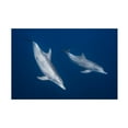 thumbnail image 1 of Barathieu Gabriel 'Bottlenose Dolphins' Canvas Art, 1 of 3